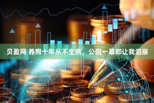 贝盈网 养狗十年从不生病，公园一幕却让我泪崩